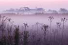 Weed stems silhouetted and foggy sunrise, Oldham County, Kentucky Art Print